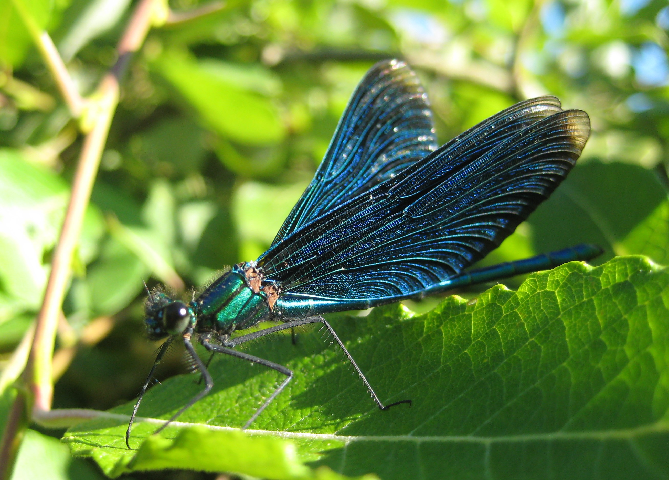 Blauflügel-Prachtlibelle (Calopteryx virgo)